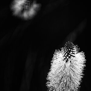 DSC2463 NFF sw3