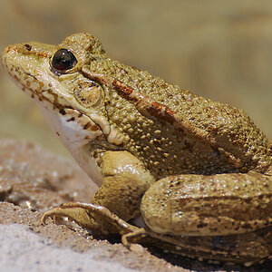 frosch 1
