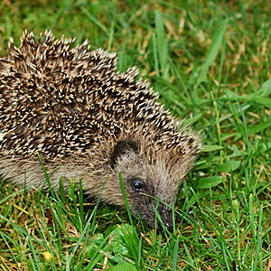 igel 1