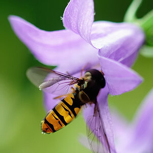 Schwebefliege