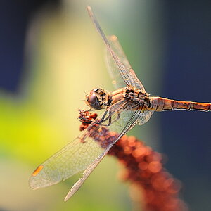 Libelle 072