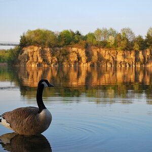 Wildgans am see