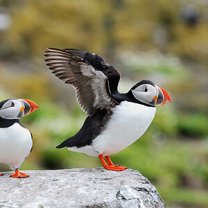 puffin 11