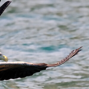 adler 1