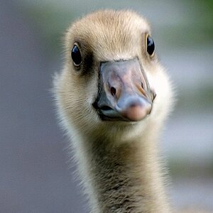 quack