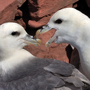 hoy fulmar4