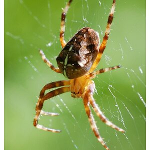 (Grün-)Spinne