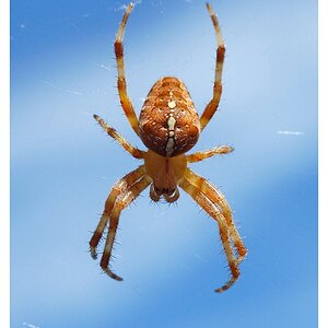 (Blau-)Spinne