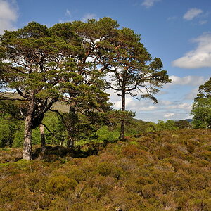 glenaffric1