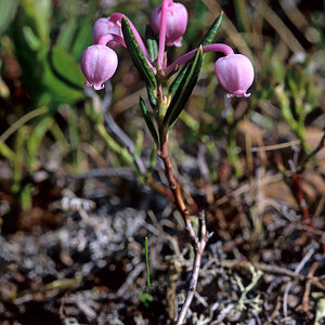 Blumenraten 5