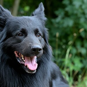 Schäferhund.jpg