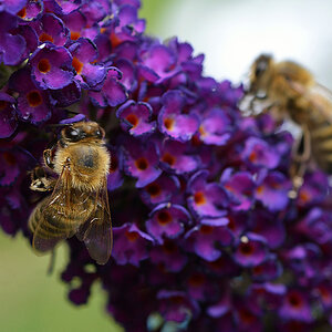 bienen_sommerflieder.jpg