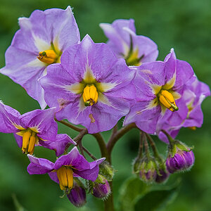 Kartoffelblüten (1 von 1).JPG