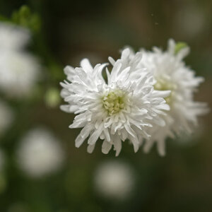 _DSC7864NF.jpg
