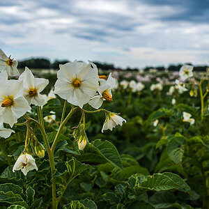 Kartoffelblüte (1 von 1).JPG