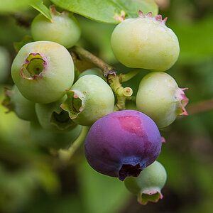Blaubeeren (1 von 1).JPG