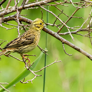 D50_7902_Goldammer IIA_6_2020.jpg