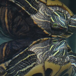 Rotwangenschmuckschildkrötenspiegelung