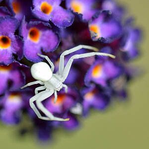 krappenspinne_1200.jpg
