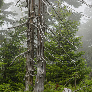 D81_3793.jpg