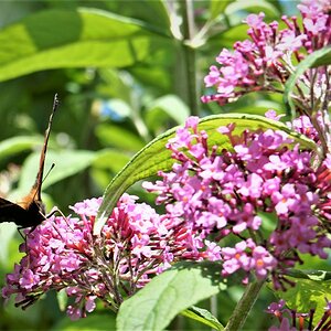 Der Sommerflieder lockt Schmetterlinge an.jpg