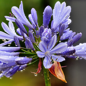 Blaue afrikanische Lilie_1206.jpg