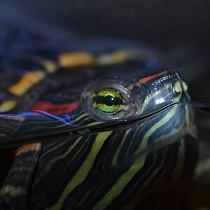 comp_DSC_0274.jpg