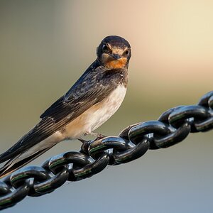 D50_6087_Rauchschwalbe auf Ankerkette IA_8_2017.jpg
