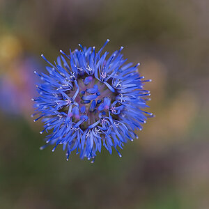 Witwenblume (1 von 1).JPG