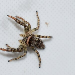 comp_DSC_0511.jpg