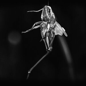 Die Hülle BW (1 von 1).JPG