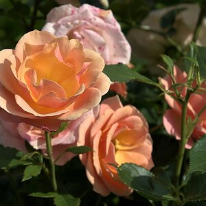 Compressed_1930.jpg
