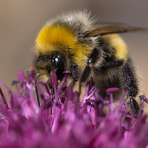 Borstenhummel (1 von 1).JPG