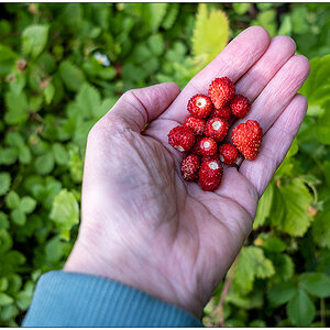 323 Frische Wilderdbeeren