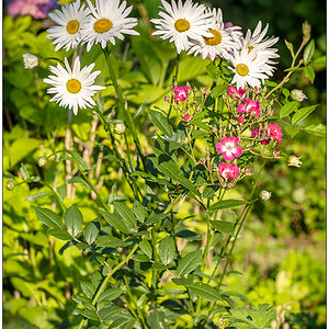 324 Margerite und Rose