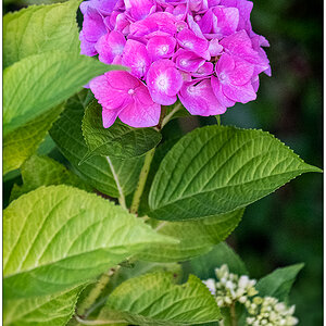 325 Hortensie