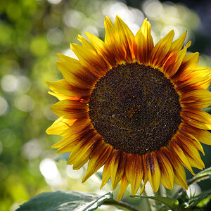 sonnenblume_1200.jpg