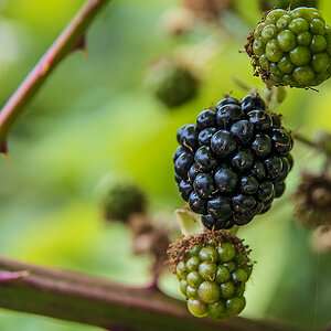 Brombeeren (1 von 1).JPG