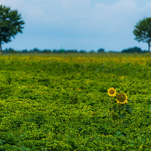 Sonnenblumen (1 von 1).JPG
