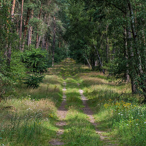 Waldweg (1 von 1).JPG