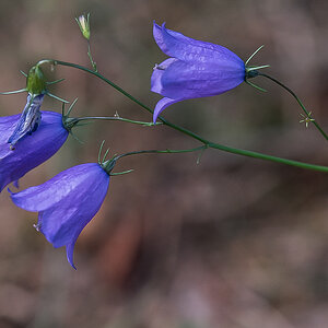 Rundblättrige Glockenblume (1 von 1).JPG