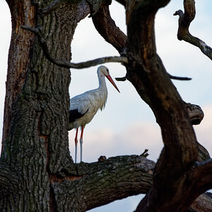 D72_6024_DxO.jpg