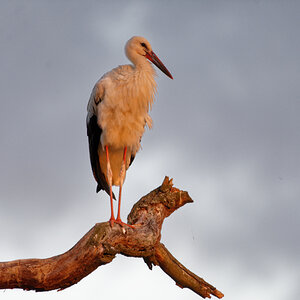 D72_6080_DxO.jpg