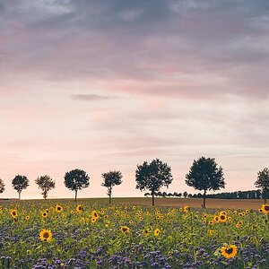 Sonnenblumenfeld.jpg