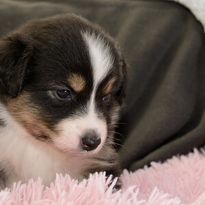 Skyfalls Puppies_25.jpg