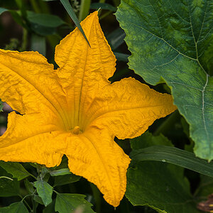 Zuchini (1 von 1).JPG