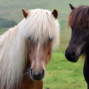 Blondie & Brownie --- DSC_8152FK Kopie.jpg