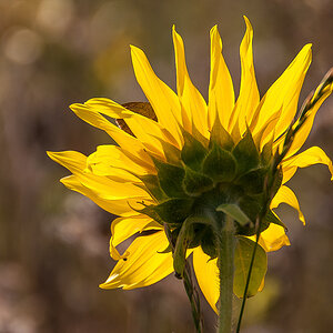 Sonnenblume in der Sonne (1 von 1).JPG