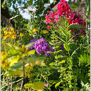 344 Phlox