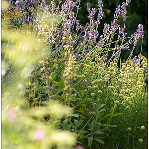 345 Lavendel